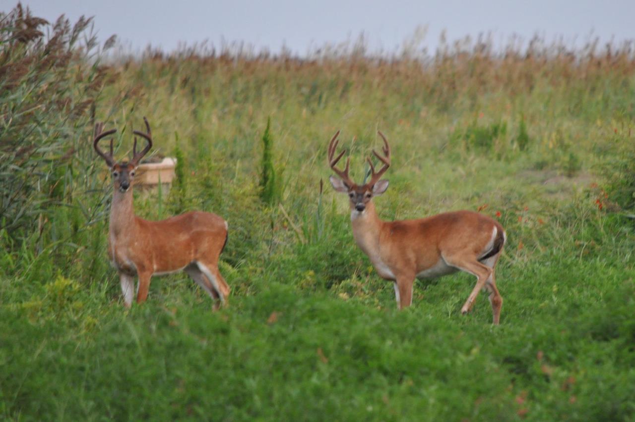 Eileen Gardner. Oak Island Bucks