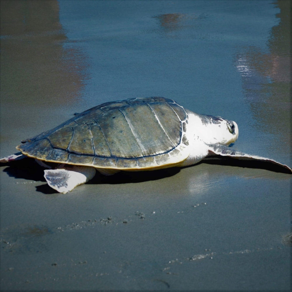 Sea Turtle